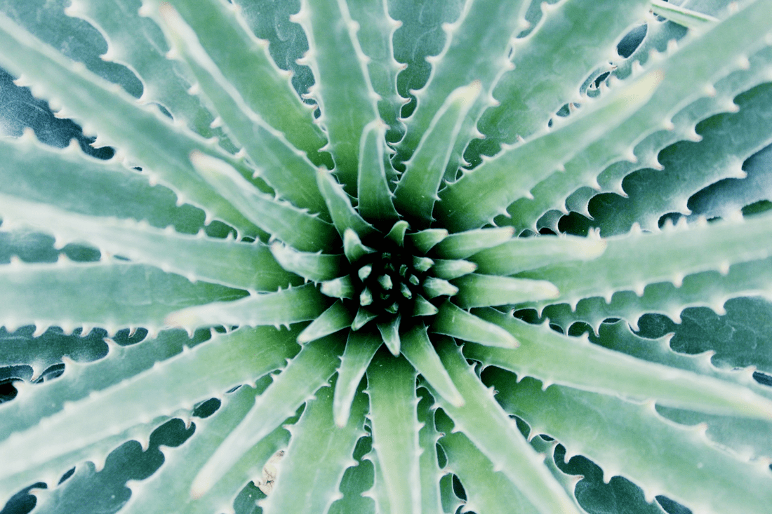 Aloe Vera Gel Intimbereich – Pflanze als Symbol für sanfte Intimpflege