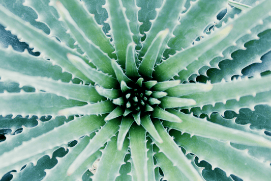 Aloe Vera Gel Intimbereich – Pflanze als Symbol für sanfte Intimpflege